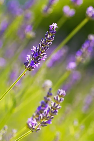 Fresh lavender — Stock Photo, Image