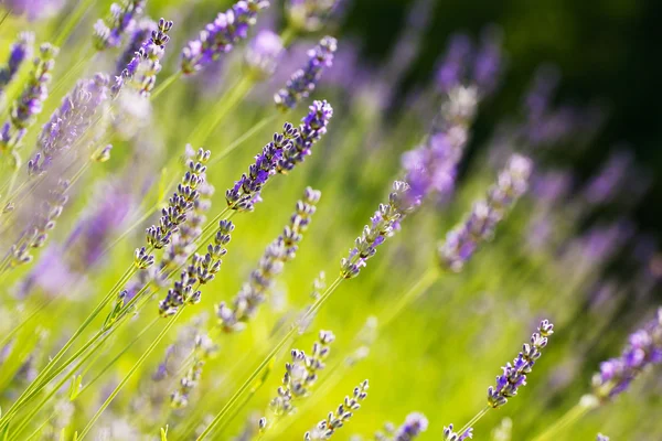 Fresh lavender — Stock Photo, Image