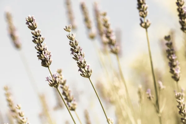 Fältet av färsk lavendel — Stockfoto