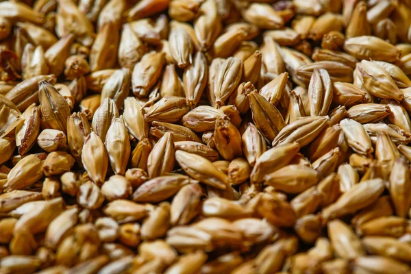 Close up de sementes de cevada — Fotografia de Stock