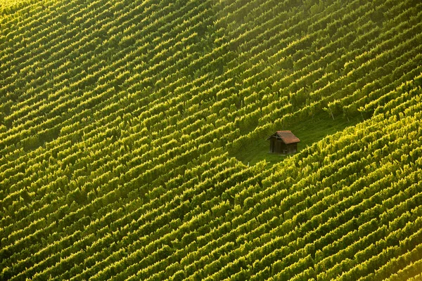 Vingården stuga mitt i vine rader — Stockfoto
