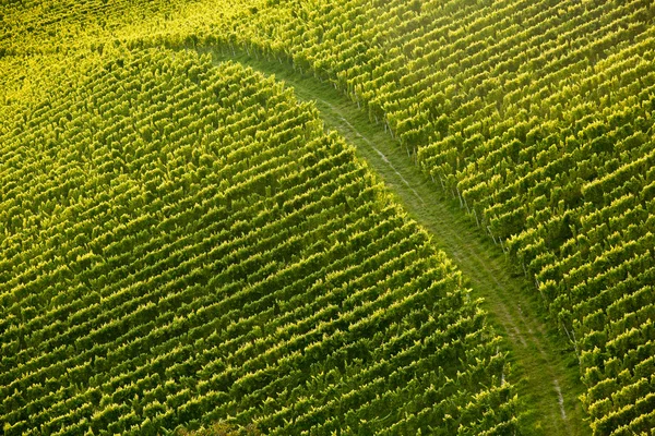 Rebenreihen im perfekten Sonnenlicht — Stockfoto