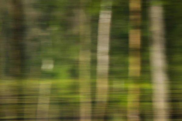 Skogen reflektioner — Stockfoto
