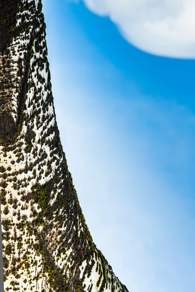 Abedul detalle del árbol — Foto de Stock