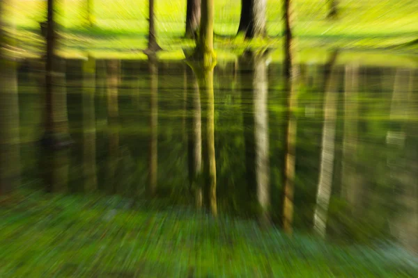 Skogen reflektioner — Stockfoto