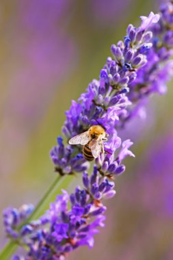 Taze lavanta Close-Up
