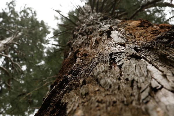 Écorce de pin stratifiée — Photo