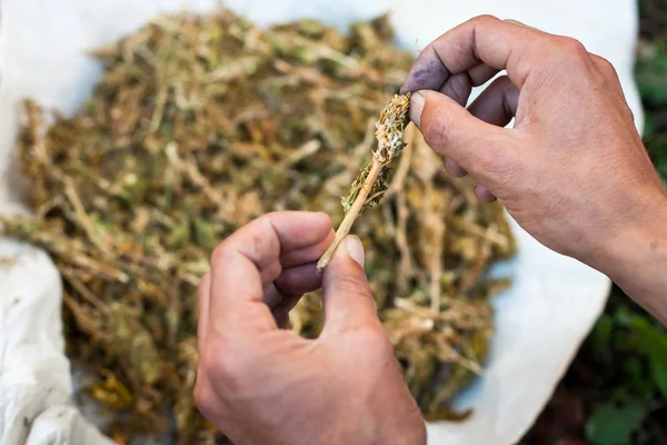 Separación de hojas de marihuana — Foto de Stock