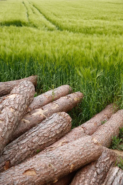 Baumstämme — Stockfoto