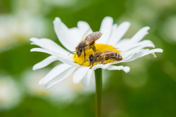 Bees sucking nectar — Stock Photo, Image