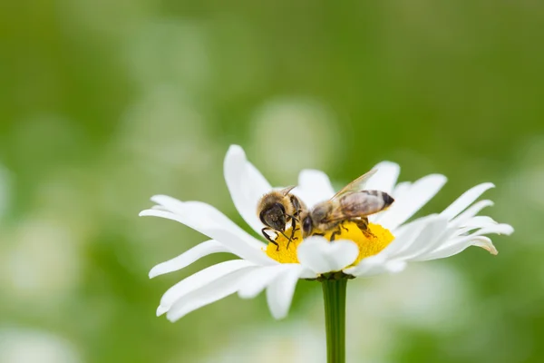 Bees sucking nectar — Stock Photo, Image