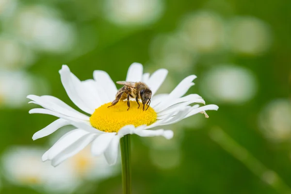 Bee sucking nectar — Stock Photo, Image