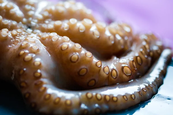 Octopus — Stock Photo, Image