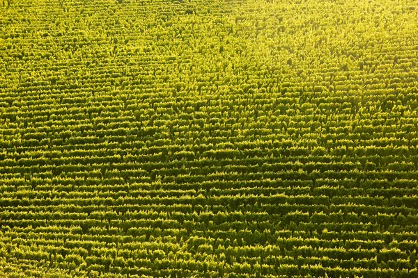 Виноградные ряды в идеальном солнечном свете — стоковое фото