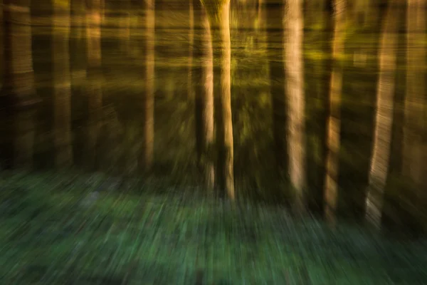 Reflexionen im Wald — Stockfoto