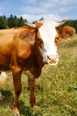 Freely grazing domestic and healthy cow  clipart