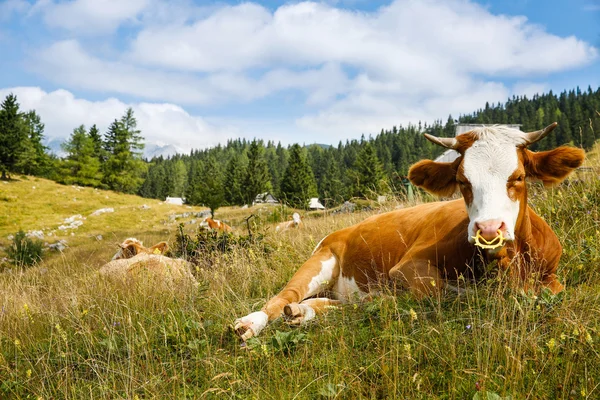 Vacas domésticas y sanas pastando libremente — Foto de Stock