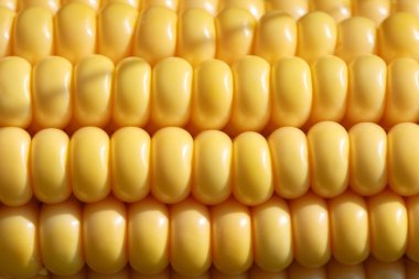 Sarı mısır taneleri, closeup düzgün satırları ayarla