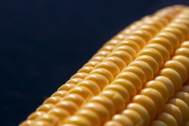 Sarı mısır taneleri, closeup düzgün satırları ayarla