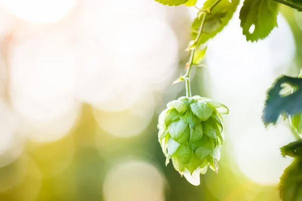 Nahaufnahme eines gewöhnlichen Hopfenzapfens bei weichem Licht — Stockfoto