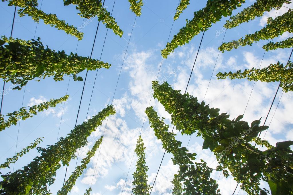 Common hop (Humulus lupulus)  ripe for picking