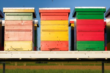 Colorful beehives with domesticated honeybees in flight