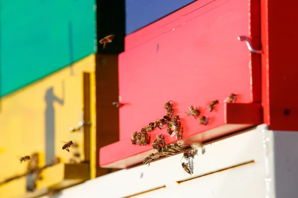 Domesticated honeybees in flight, returning to their apiary — Stock Photo, Image