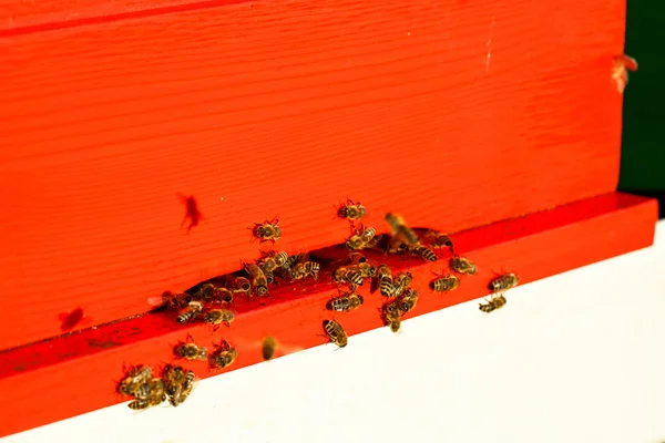 Domesticated honeybees in flight, returning to their beehive — Zdjęcie stockowe