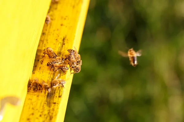 Abelhas domesticadas em voo, retornando ao seu apiário — Fotografia de Stock