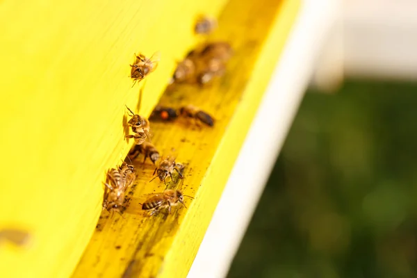 Домашні медоносні бджоли в польоті, повертаючись на свою пасіку — стокове фото