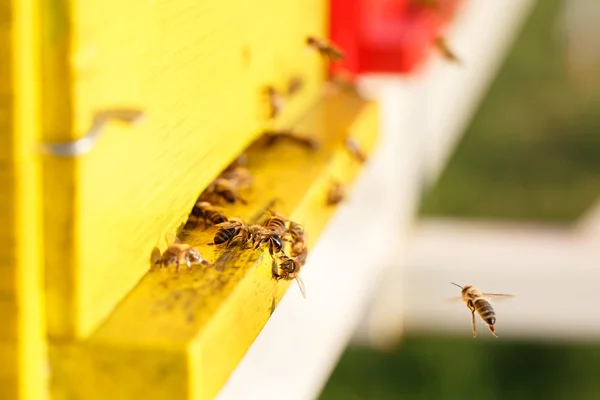 Domesticated honeybees in flight, returning to their beehive — Stock Photo, Image