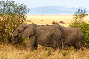 Adult african bush elephants grazing in African savanna clipart