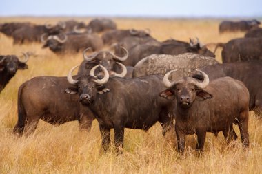 African Cape buffaloes grazing in African savanna