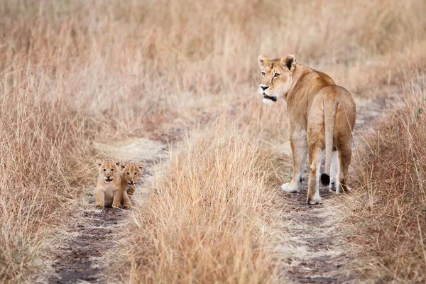 Lioness with a couple of young cubs