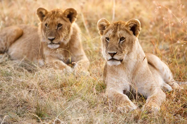 Couple of young lion cubs in natural grassland environment — Φωτογραφία Αρχείου