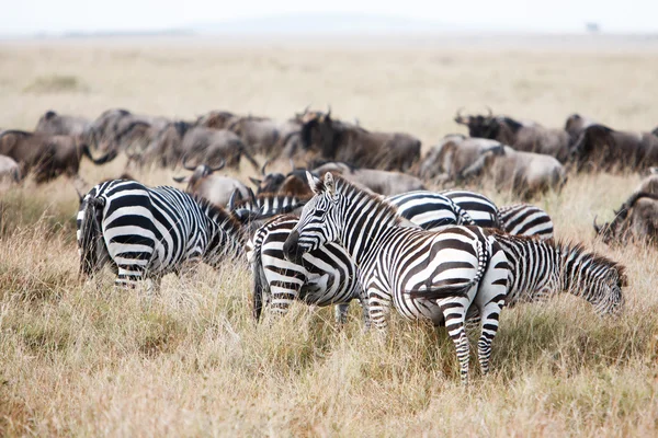 Herd of wildebeest and zebra grazing on grasslands of African savanna — Zdjęcie stockowe