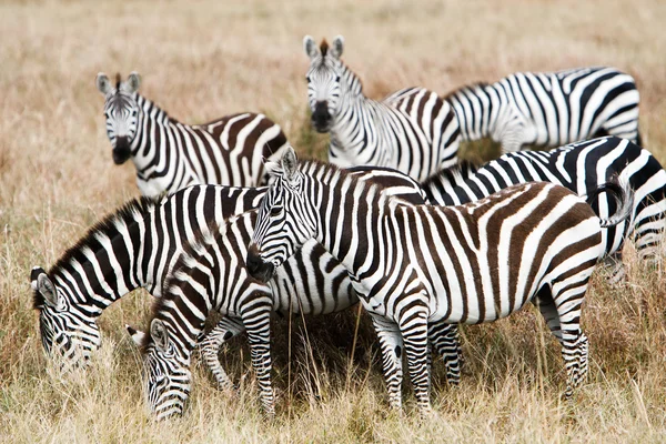 Herd of plains zebras grazing in African savanna — Stock Photo, Image