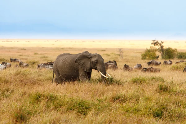 Elefantes adultos do mato africano pastando na savana africana — Fotografia de Stock