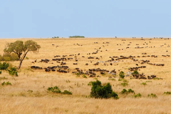 African grassland with wildebeest and zebra grazing — Stock Photo, Image