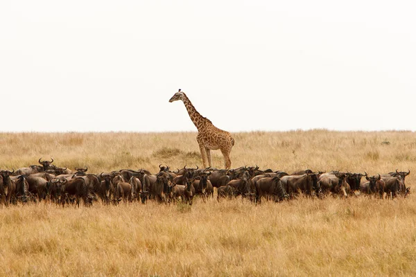 Girafa e uma manada de gnus em savana africana seca — Fotografia de Stock