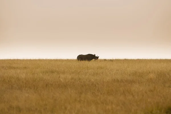 Чёрный носорог, находящийся под угрозой исчезновения в африканской саванне — стоковое фото