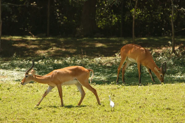 Impalas grazing on fresh grass in African bush — Stock Photo, Image