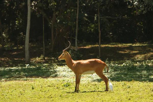 Impala pastando em grama fresca em arbusto africano — Fotografia de Stock