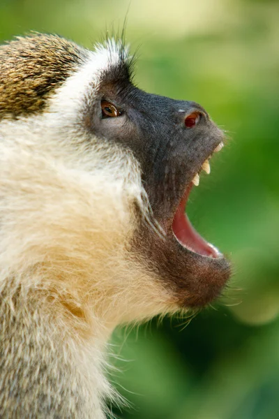 Monyet vervet menunjukkan taringnya di hutan Afrika — Stok Foto