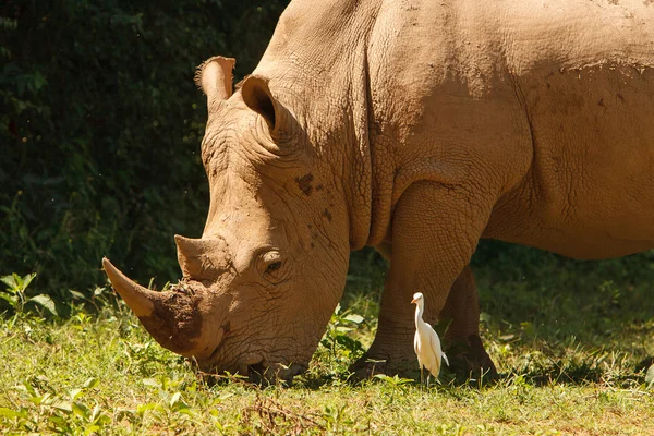 Threatened white rhinoceros grazing on fresh grass — Stock Photo, Image