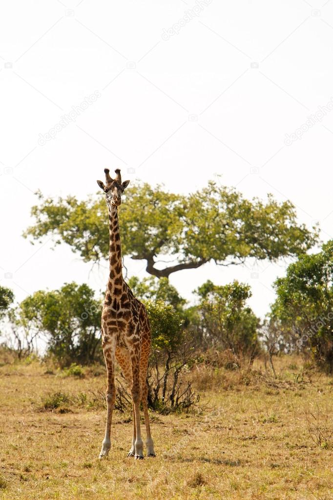 Giraffe in dry African savanna on a lookout for predators