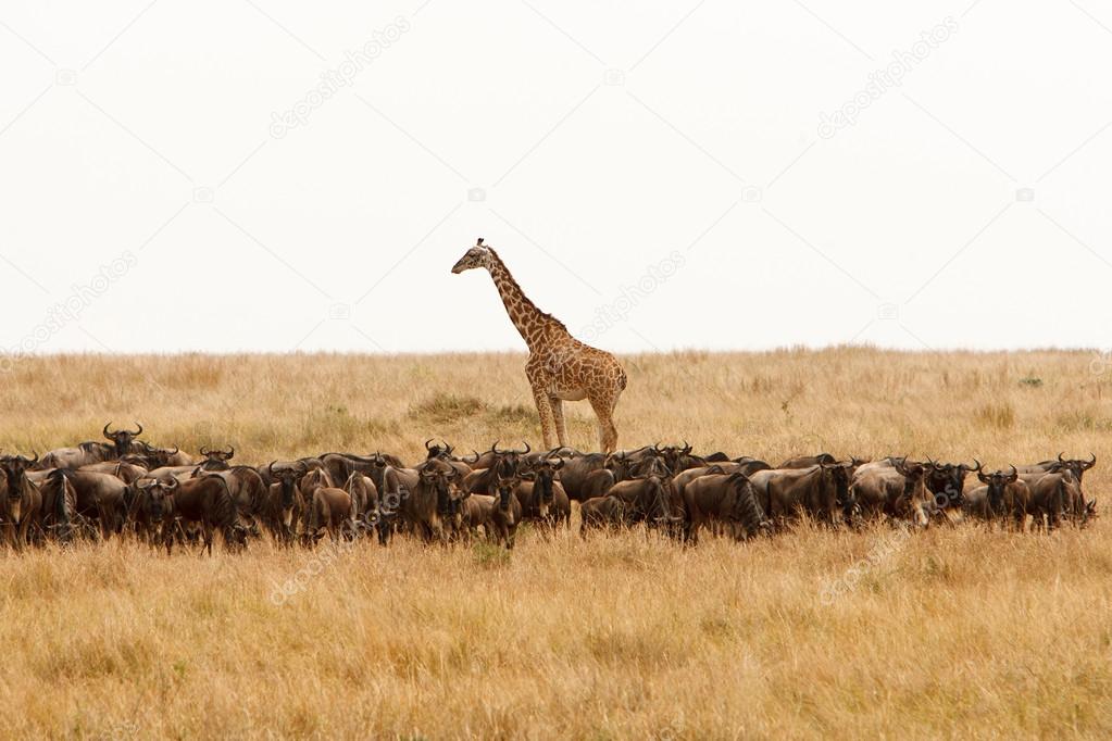 Giraffe and a herd of wildebeest in dry African savanna