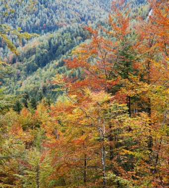 Deciduous forest in autumn colors clipart