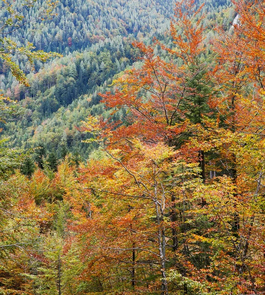 Lombhullató erdő őszi színekben — Stock Fotó