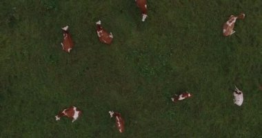 Otlatma ve yeşil mera üzerinde dinlenme sığır havadan görüntüleri